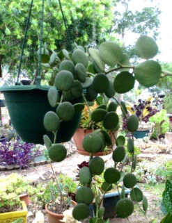 Silver Dollar Plant Succulent Plant