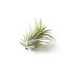 "S" Type Terrarium Kit 13 "S" Type Terrarium Kit -Cute Farms Shop 1 Air Plant e7cc0c8e 4143 4fc9 a415 acdd6c3e2d37
