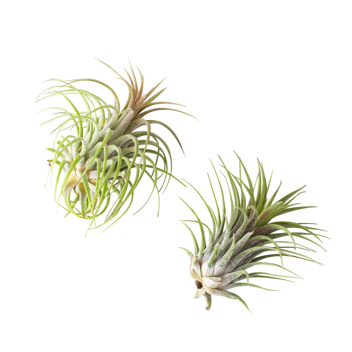 Medium Terrarium Starter Kit 7 Medium Terrarium Starter Kit - Image 7