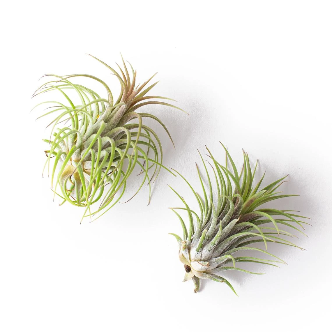 Tillandsia Air Plant Fertilizer - Daily Use 9 Tillandsia Air Plant Fertilizer - Daily Use - Image 9