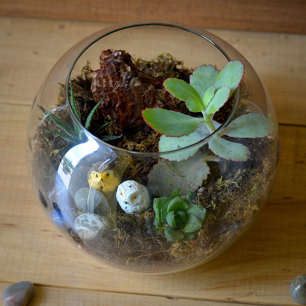 Starry Nights Terrarium Kit 2 Starry Nights Terrarium Kit - Image 2