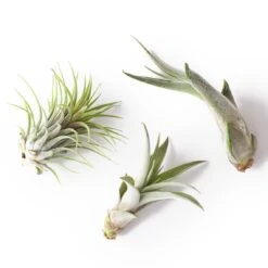 Tillandsia Air Plant Fertilizer - Weekly Use 29 Tillandsia Air Plant Fertilizer - Weekly Use -Cute Farms Shop 3AirPlants 52bcc28c eaaa 4620 8f25 af12b3b9b725