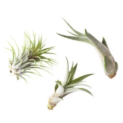 Medium Terrarium Starter Kit 17 Medium Terrarium Starter Kit -Cute Farms Shop 3AirPlants 6774ebdc 44e8 4d0f a005 0191f8bf623d