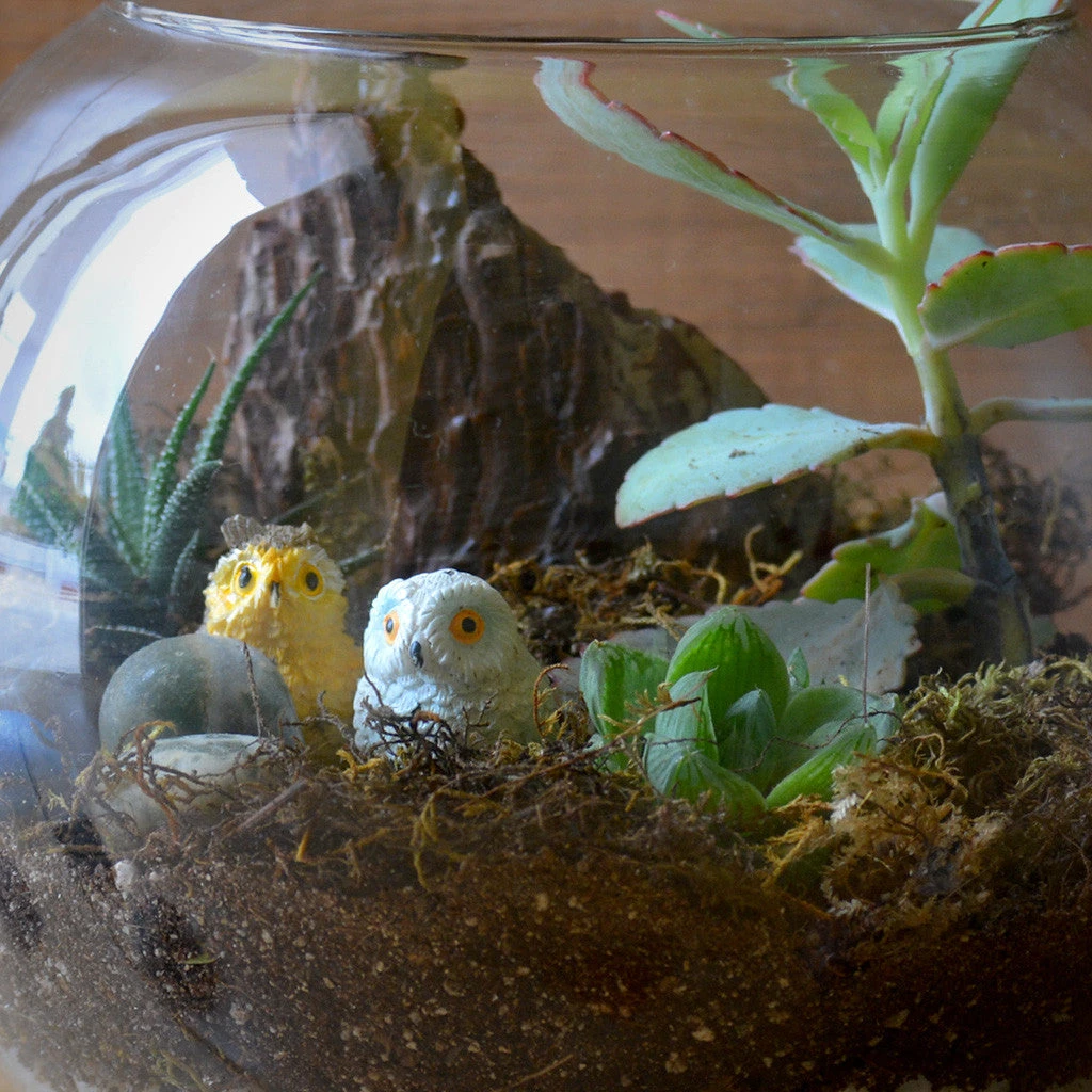 Starry Nights Terrarium Kit 3 Starry Nights Terrarium Kit - Image 3