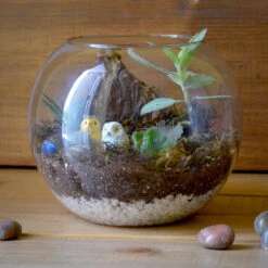 Starry Nights Terrarium Kit
