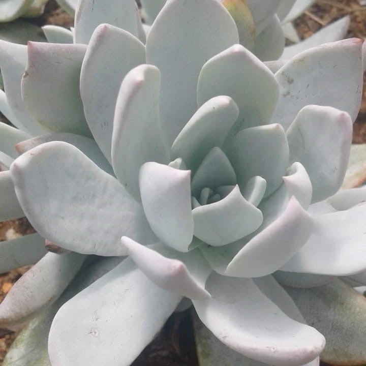Echeveria Arctic Ice Succulent Plant 1 Echeveria Arctic Ice Succulent Plant