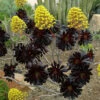 Aeonium Arboreum Zwartkop Succulent Plant -Cute Farms Shop AeoniumArboreum Zwartkop Flower