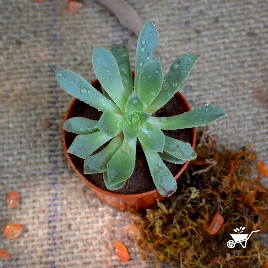 Aeonium Arboreum Tree Aeonium Succulent Plant 2 Aeonium Arboreum Tree Aeonium Succulent Plant - Image 2