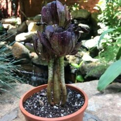 Aeonium Arboreum Zwartkop Succulent Plant -Cute Farms Shop Aeonium arboreum Zwartkopf var big 1 269c0a93 552e 414c a93c 91d9cbd6e310