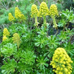 Aeonium Arboreum Tree Aeonium Succulent Plant