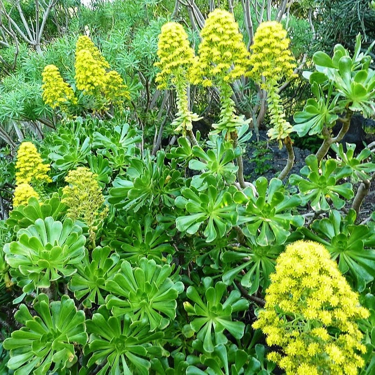 Aeonium Arboreum Tree Aeonium Succulent Plant 1 Aeonium Arboreum Tree Aeonium Succulent Plant