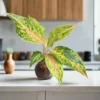 Aglaonema Rotundum 'Cleopatra' Terrarium Kit -Cute Farms Shop Aglaonema rotundum Cleopatra