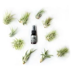 Tillandsia Air Plant Fertilizer - Daily Use 24 Tillandsia Air Plant Fertilizer - Daily Use -Cute Farms Shop Air Plant 10 Pack 38afcfa4 edee 4e39 9c19 50df937456a5