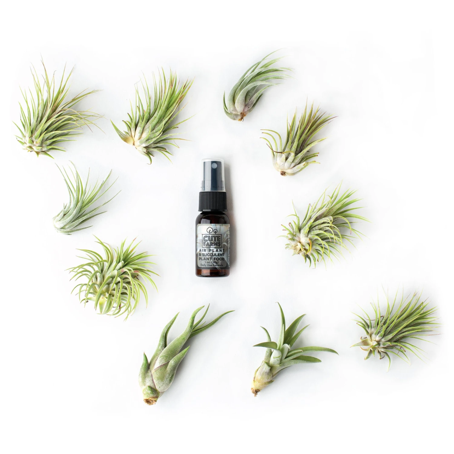 Tillandsia Air Plant Fertilizer - Weekly Use 16 Tillandsia Air Plant Fertilizer - Weekly Use - Image 16