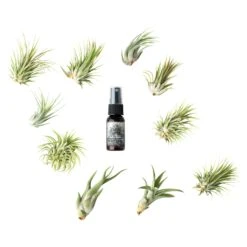 Medium Terrarium Starter Kit 19 Medium Terrarium Starter Kit -Cute Farms Shop Air Plant 10 Pack f4864774 527b 441e 8e4c 9927971ece58