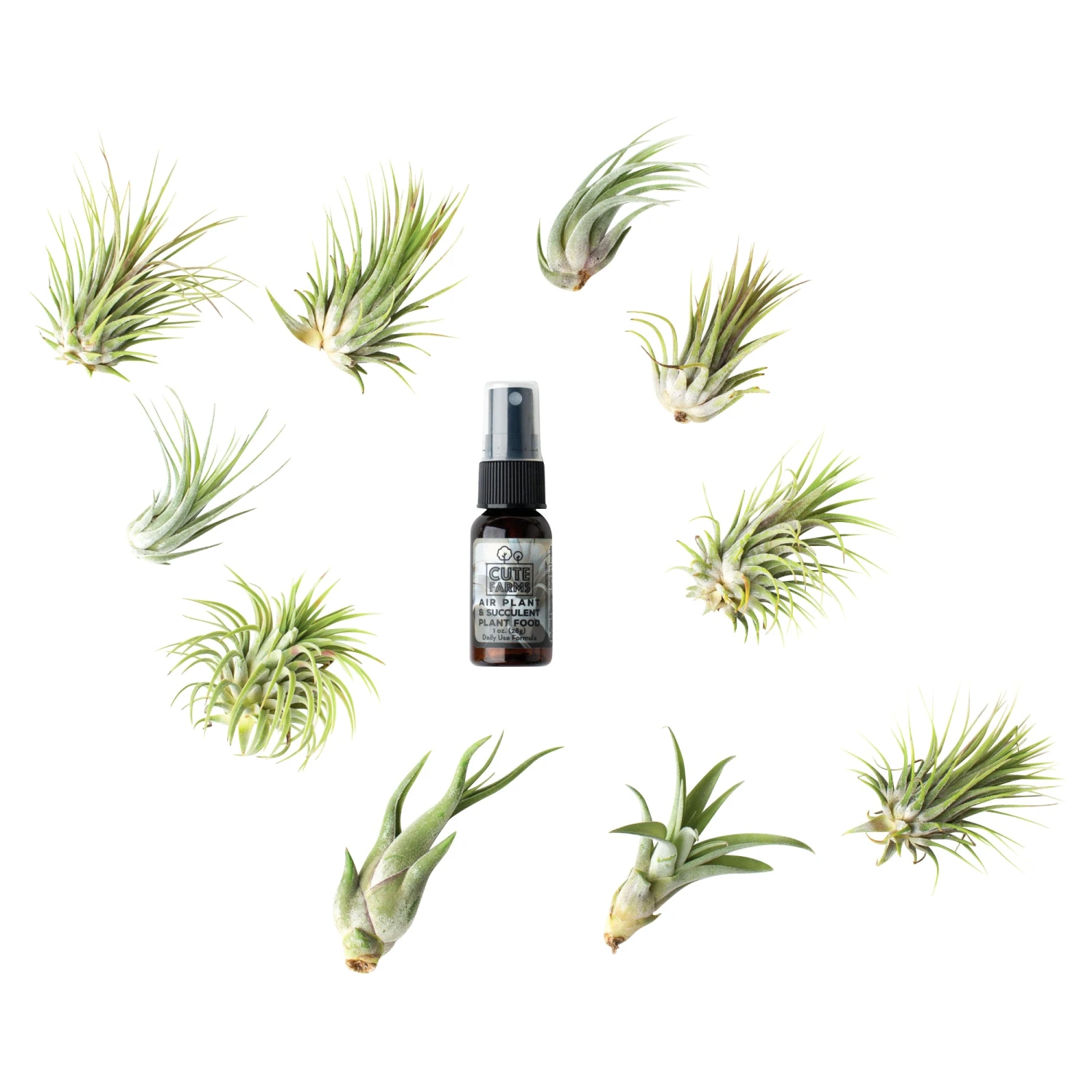 Medium Terrarium Starter Kit 10 Medium Terrarium Starter Kit - Image 10