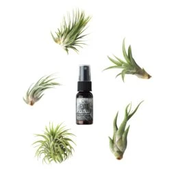 Medium Terrarium Starter Kit 18 Medium Terrarium Starter Kit -Cute Farms Shop Air Plant 5 Pack 39b370dd 8cc9 4c2f af8e 615694b11aa3