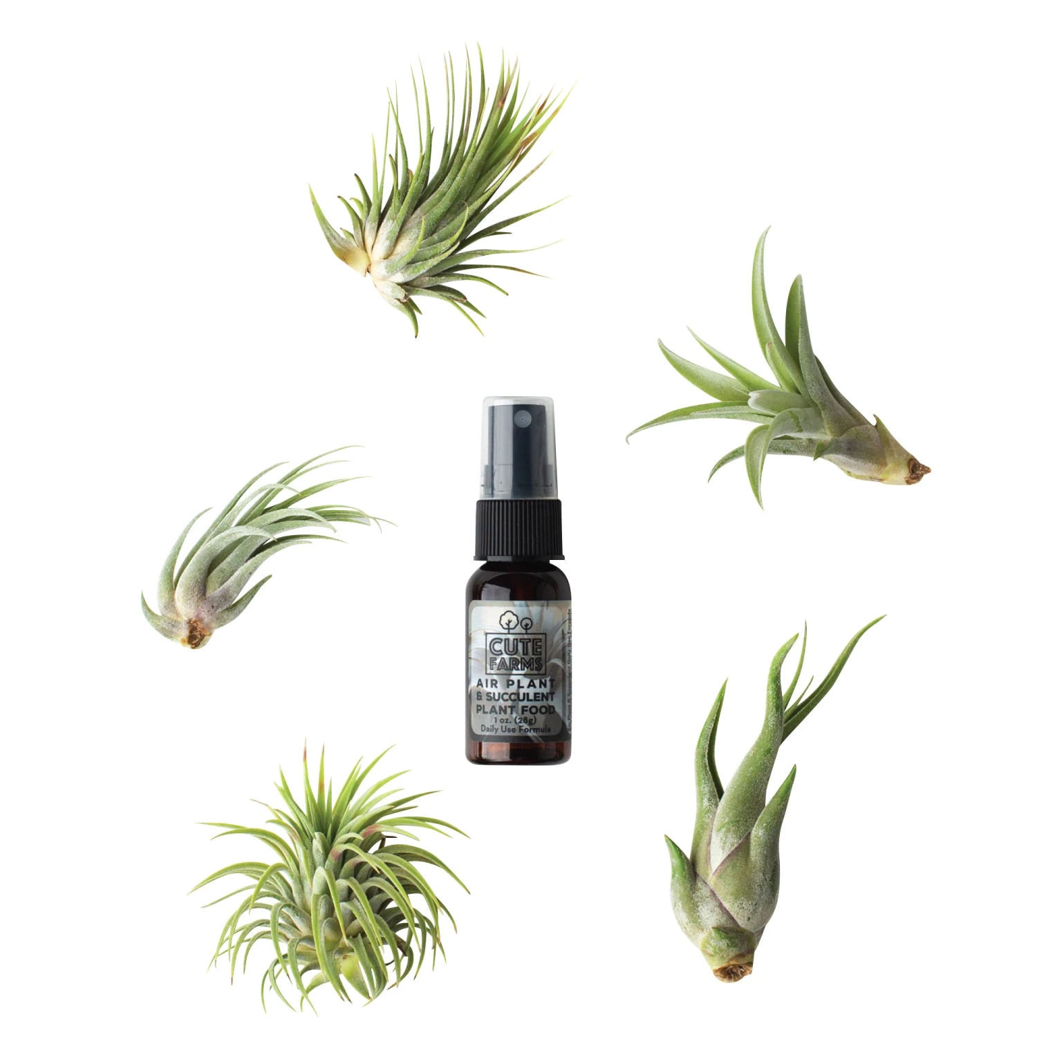 Medium Terrarium Starter Kit 9 Medium Terrarium Starter Kit - Image 9