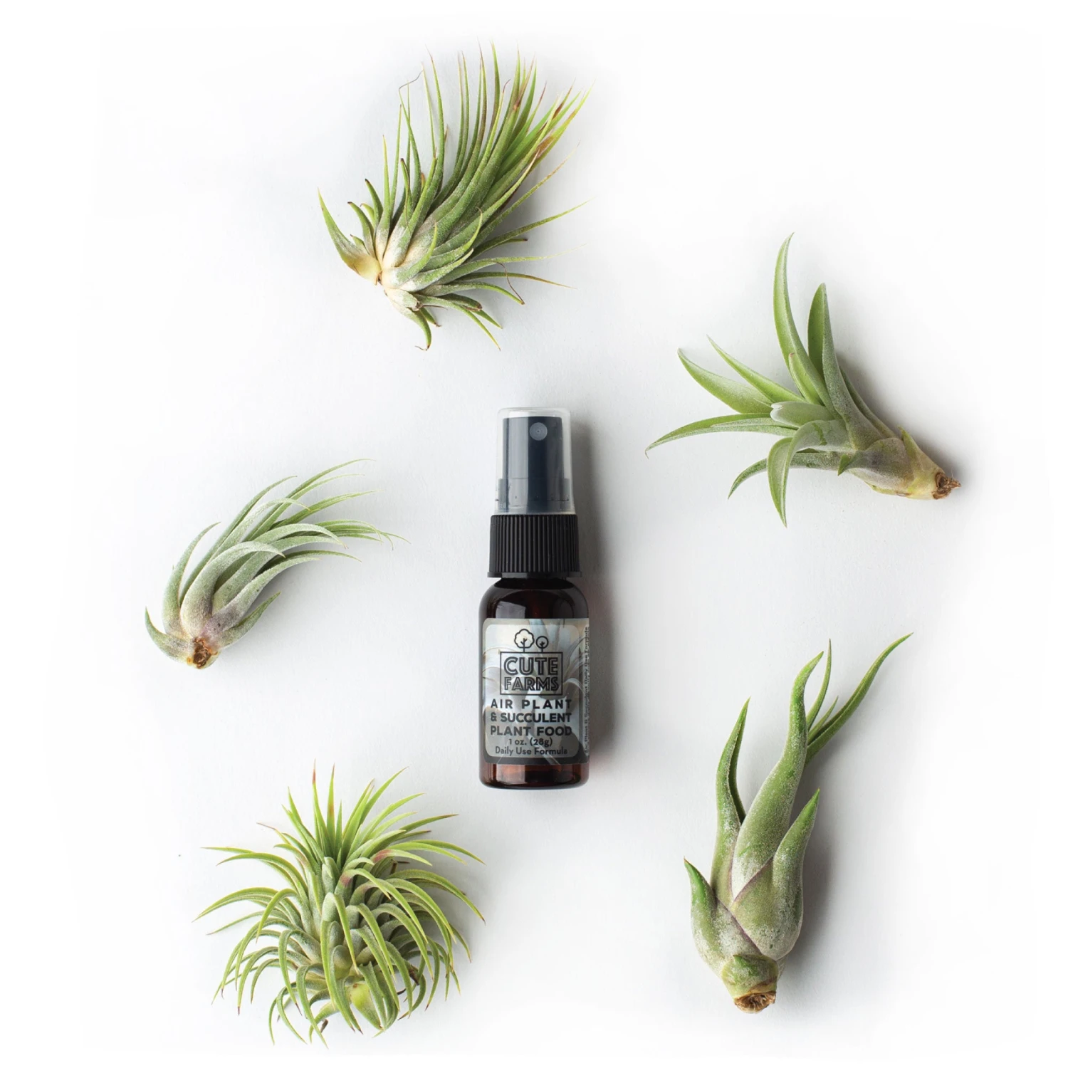 Tillandsia Air Plant Fertilizer - Daily Use 11 Tillandsia Air Plant Fertilizer - Daily Use - Image 11