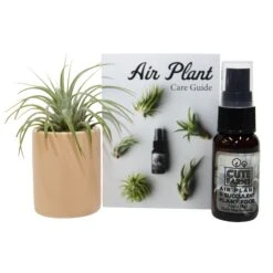 Air Plant And Succulent Holder - Peach