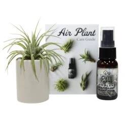 Air Plant And Succulent Holder - White