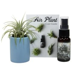 Air Plant And Succulent Holder - Blue