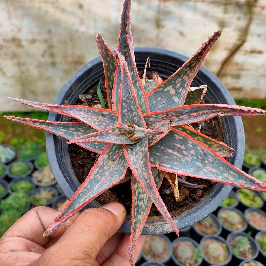 Cute Farms Shop -Cute Farms Shop Aloe Christmas Carol Succulent 1