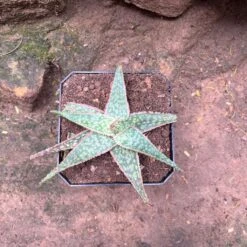 Aloe Bright Star Succulent Plant -Cute Farms Shop AloeBrightStar 1