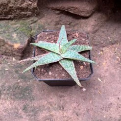Aloe Bright Star Succulent Plant -Cute Farms Shop AloeBrightStar