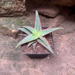 Aloe Christmas Carol Succulent Plant -Cute Farms Shop AloeChristmasCarol 2