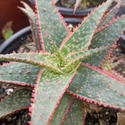 Aloe Christmas Carol Succulent Plant -Cute Farms Shop AloeChristmasCarol
