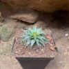 Aloe Pepe Succulent Plant -Cute Farms Shop AloePepe 2