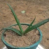 Aloe Pirottae Succulent Plant 8 Aloe Pirottae Succulent Plant -Cute Farms Shop Aloe Pirottae