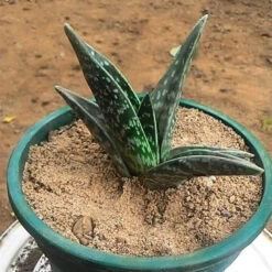 Cute Farms Shop -Cute Farms Shop Aloe Variegata
