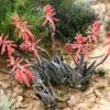 Aloe Variegata Succulent Plant -Cute Farms Shop Aloe Variegata flower