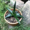 Aloe Walmsleys Blue Succulent Plant 7 Aloe Walmsleys Blue Succulent Plant -Cute Farms Shop Aloe Walmsey