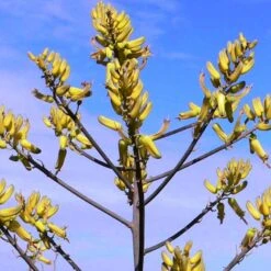 Aloe Pirottae Succulent Plant -Cute Farms Shop Aloe pirottae Flower