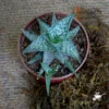 Aloe Rauhii Succulent Plant -Cute Farms Shop Aloe rauhii 1