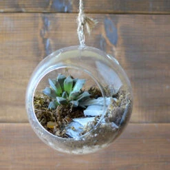 The Blooming Staircase Terrarium Kit