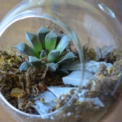 The Blooming Staircase Terrarium Kit -Cute Farms Shop Blooming staircase 3