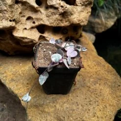 Ceropegia Woodii Variegated String Of Hearts Succulent Plant -Cute Farms Shop Ceropegia woodii Variegated 1