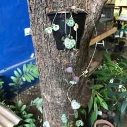 Ceropegia Woodii String Of Hearts Succulent Plant -Cute Farms Shop Ceropegiawoodii 5