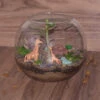 Chatting Up The Adenium Terrarium Kit -Cute Farms Shop Chatting up the Adenium 1