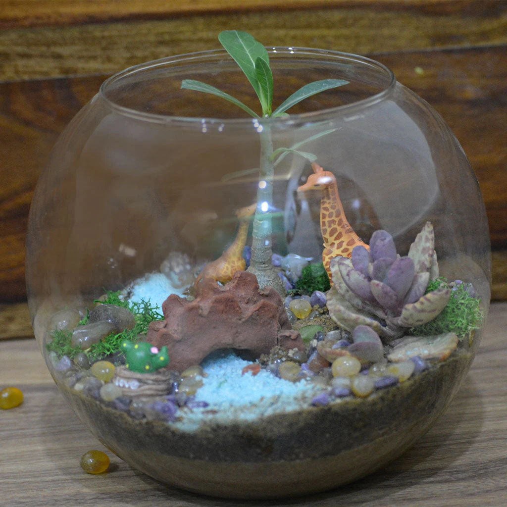 Chatting Up The Adenium Terrarium Kit 3 Chatting Up The Adenium Terrarium Kit - Image 3