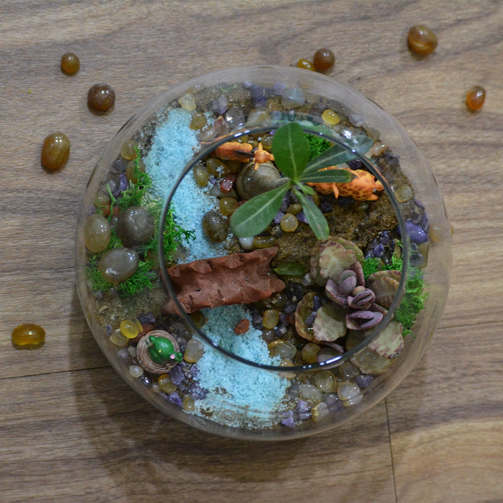 Chatting Up The Adenium Terrarium Kit 2 Chatting Up The Adenium Terrarium Kit - Image 2