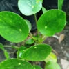 Pilea Peperomioides Succulent Plant 3 Pilea Peperomioides Succulent Plant -Cute Farms Shop ChineseMoneyPlant