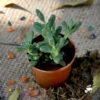 Corpuscularia Lehmanni Succulent Plant -Cute Farms Shop Corpuscularia Lehmanni 2