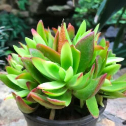Crassula Capitella Campfire Succulent Plant -Cute Farms Shop CrassulaCampfire 1