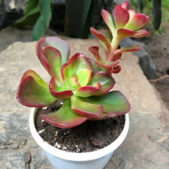 Crassula Ovata Crosbys Dwarf Succulent Plant
