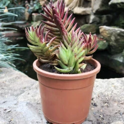 Crassula Capitella Thyrsiflora Succulent Plant 7 Crassula Capitella Thyrsiflora Succulent Plant -Cute Farms Shop Crassula Capitella Thyrsiflora 2